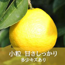 日向夏みかん 小粒 4キロ