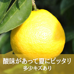 夏向け 日向夏みかん 5キロ