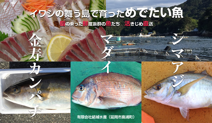 島浦の魚 金寿カンパチ、マダイ、シマアジ　 有限会社結城水産